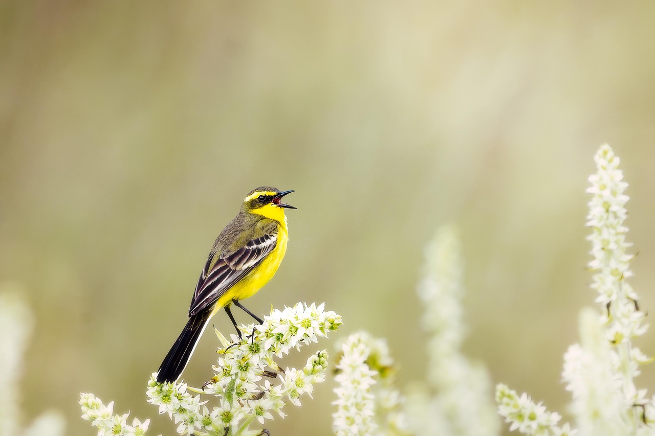 Building a Wildlife Portfolio That Tells a Story