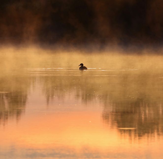 Chasing the Golden Hour: A Beginner's Guide to Dawn and Dusk Wildlife Photography