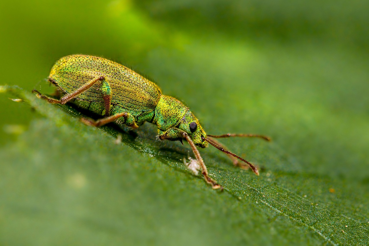 Macro on a Budget: Discovering the Tiny World in Your Backyard