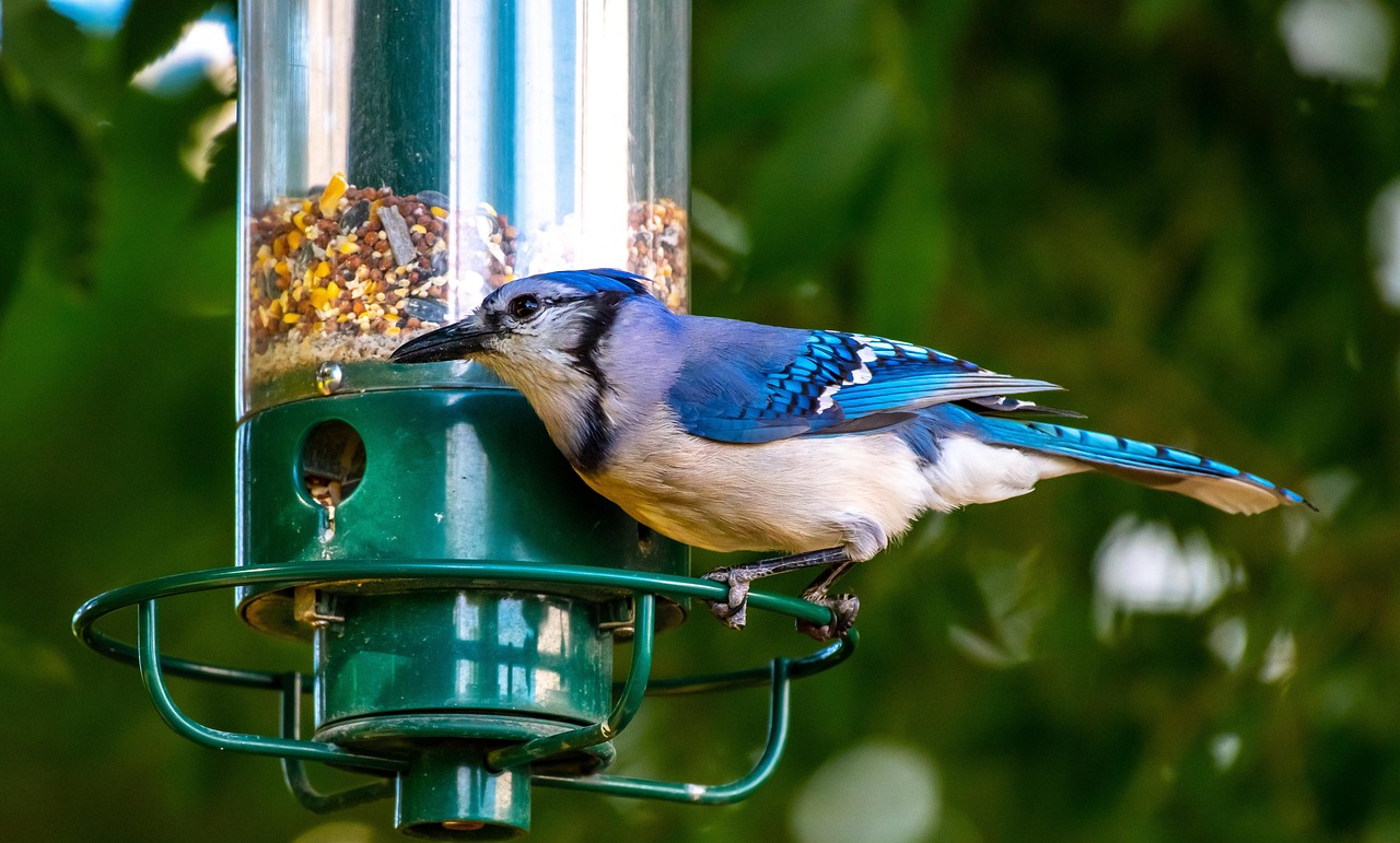 Photographing Garden Birds Without a Hide: Simple Setups That Actually Work