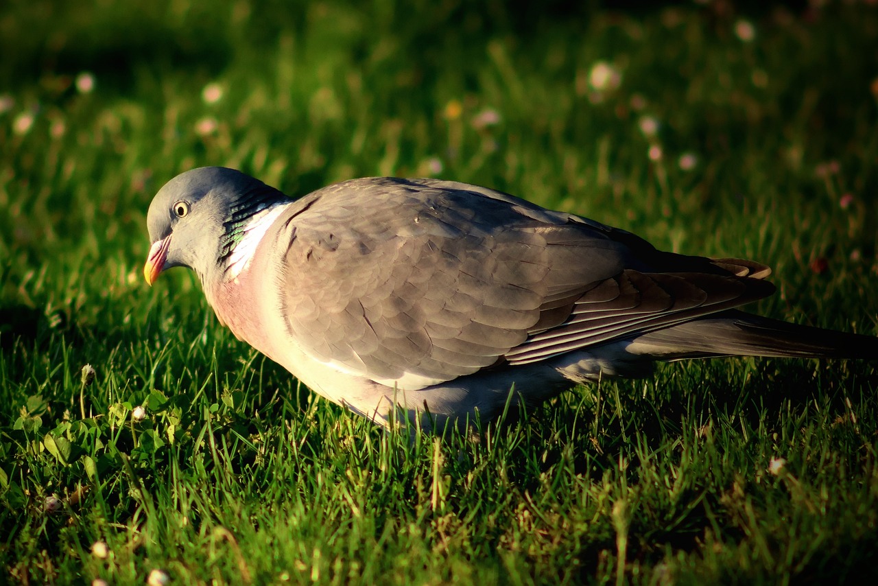 Reading Animal Behaviour: How Fieldcraft Skills Make You a Better Wildlife Photographer