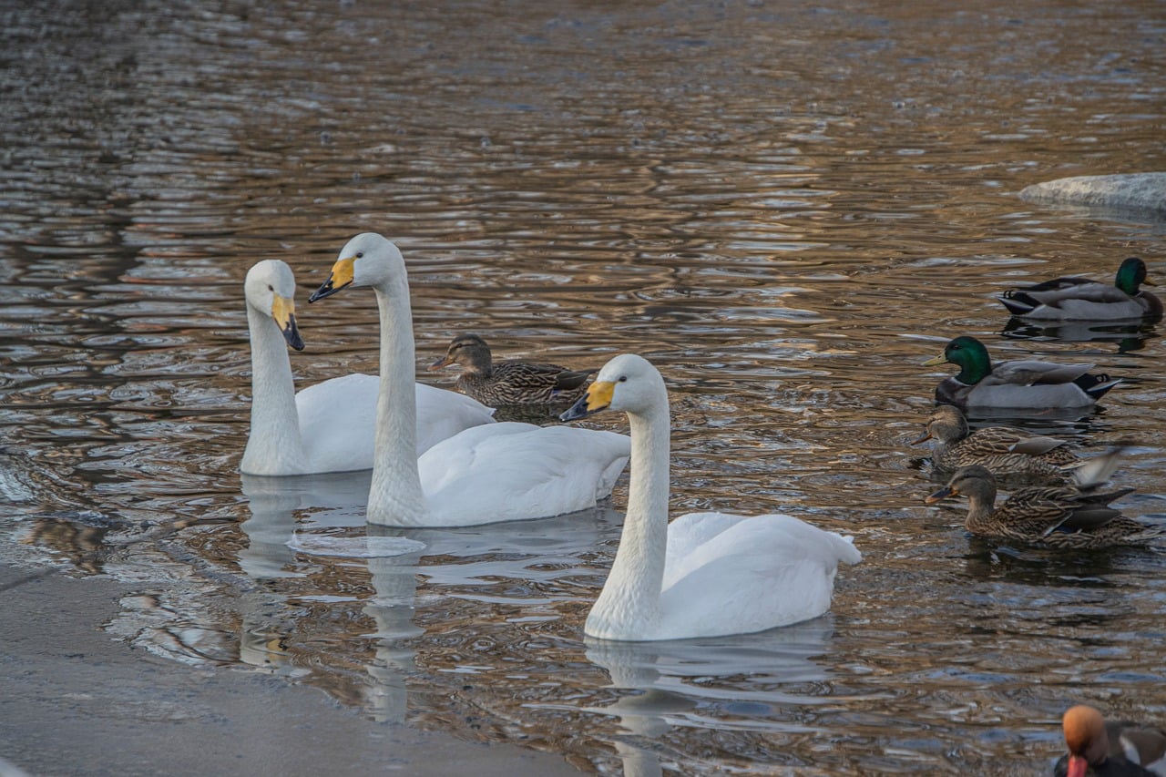 Wetlands in Winter: Photographing Waterbirds in the Coldest Months
